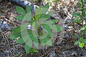 Alabama Sassafras albidum Tree Leaves