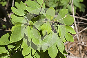 Alabama Sassafras albidum Tree Leaves