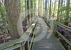 Alabama state park path leads over swamp