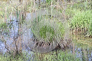 Alabama Swamp Grass Aquatic Plants