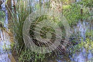 Alabama Swamp Grass Aquatic Plants