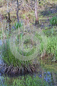 Alabama Swamp Grass Aquatic Plants