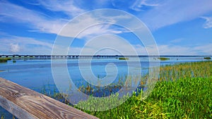 Alabama swamp landscape in summer