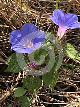 Alabama Tall Common Blue Morning Glory Wildflower - Ipomoea indica