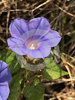 Alabama Tall Common Blue Morning Glory Wildflower - Ipomoea indica