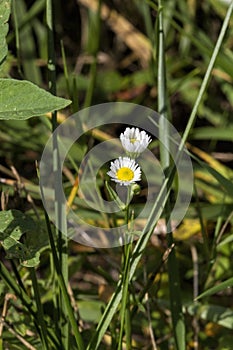 Alabama Oxeye Daisy Wildflower Blooms Growing in Morgan County photo