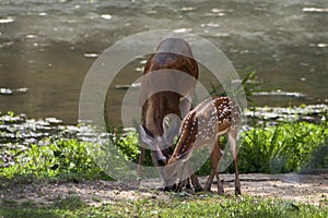 Alabama Whitetail Doe and Fawn