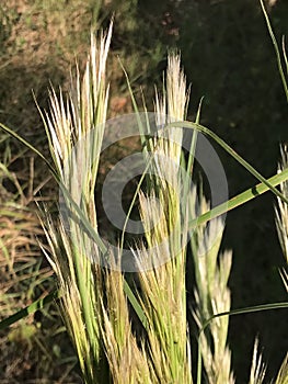 Alabama Wild Grasses - Generic Vegetation - Morgan County