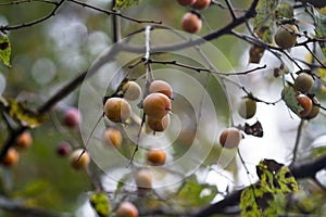 Alabama Wild Persimmon Tree Fruit - Diospyros