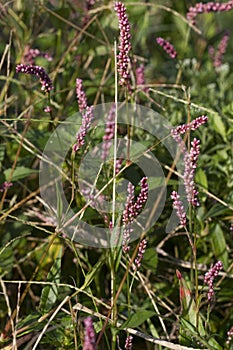 Swamp Smartweed Wildflowers - Persicaria amphibia photo