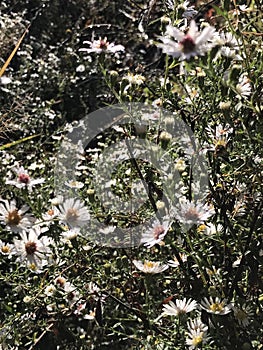 Alabama Wildflower Frost Aster - Symphyotrichum pilosum in Morgan County