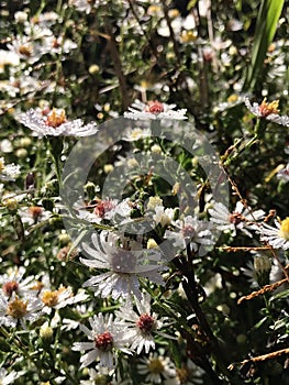 Alabama Wildflower Frost Aster - Symphyotrichum pilosum in Morgan County