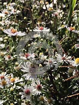 Alabama Wildflower Frost Aster - Symphyotrichum pilosum in Morgan County