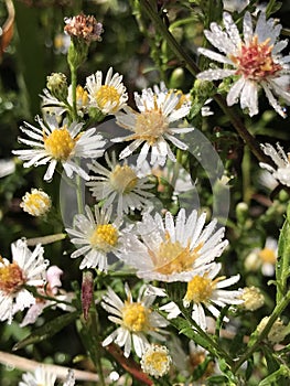 Alabama Wildflower Frost Aster - Symphyotrichum pilosum in Morgan County