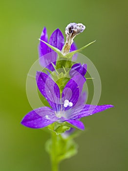 Alabama Wildflower - Venus Looking Glass