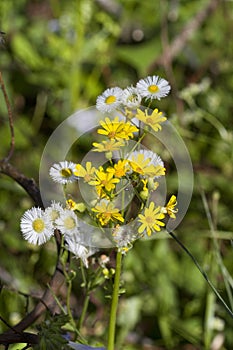 Alabama Wildflowers Daisy-like Yellow and White