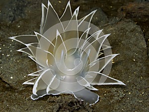 Alabaster Nudibranch