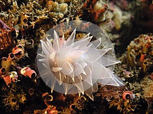 Alabaster Nudibranch