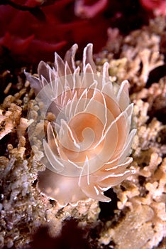 Alabaster Nudibranch