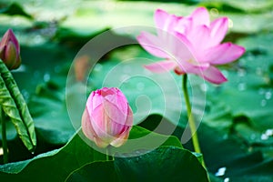 The alabastrum and lotus flower photo