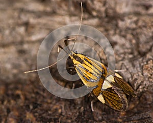 Alabonia geoffrella moth from above photo