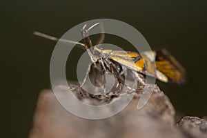 Alabonia geoffrella moth showing palps