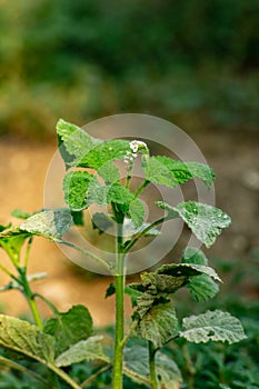 Alacransillo, Eye Bright, Indian Heliotrope, Indian Turnsole, Turnsole, Heliotropium indicum