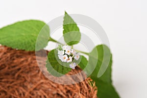 Alacransillo, Eye bright, Indian Heliotrope, Turnsole (Heliotropium. indicum)