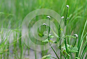 Alacransillo are weeds grow well in meadows.