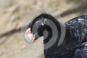 Alagoas Curassow