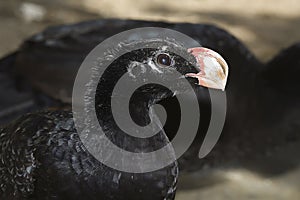 Alagoas Curassow