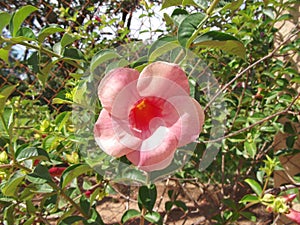 Alamanda