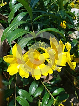 Alamanda flower and also often referred to as golden trumpet flower, yellow bell flower, or buttercup flower.