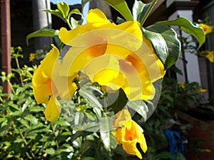 Alamanda flower close ups on the garden