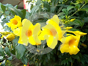 Alamanda flowers close ups on the tree