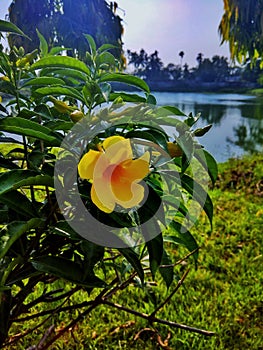 Alamanda