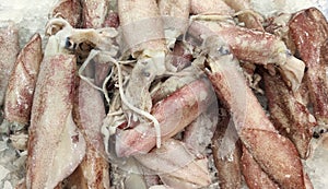 Alamari as ingredient of sea food