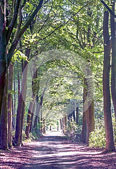 Alameda with trees