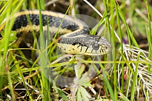 Alameda Whipsnake