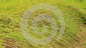 Alang-alang, Blady grass , Cogongrass, Japanese blood grass, Kunai grass, Alang, Thatch grass ,Nature as a background.