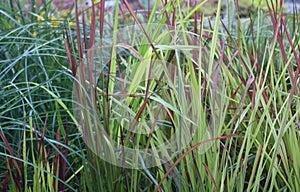 alang grass in the autumn