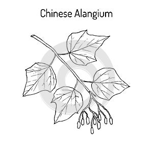 Alangium chinense, medicinal plant