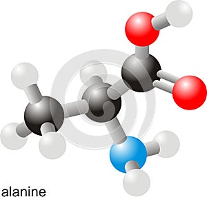 Alanine molecule