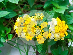 Alantana beauty colorful white and yellow flower bloom