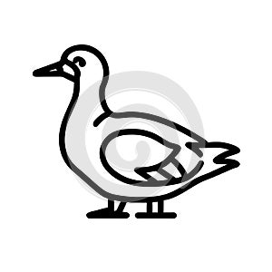 Alaotra Grebe duck white icon vector illustration photo