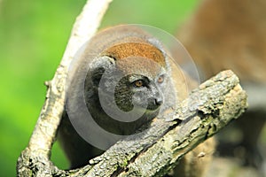 Alaotran bamboo lemur