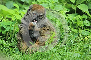 Alaotran gentle lemur photo