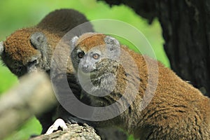 Alaotran gentle lemur photo