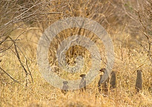 Alarm in Banded Mongoose family