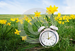 Alarm clock with daffodils flowers, switch to daylight saving time in spring, summer time changeover
